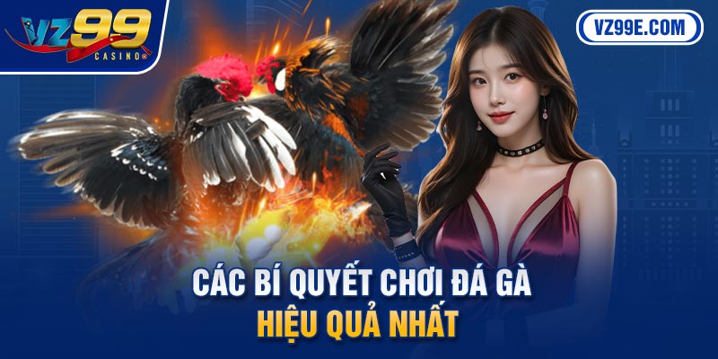 Các bí quyết chơi đá gà hiệu quả nhất 